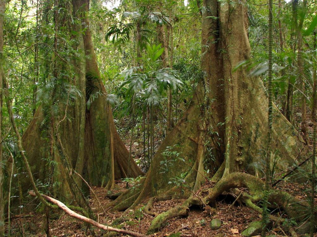 Springbrook Lyrebird Retreat Vila Exterior foto