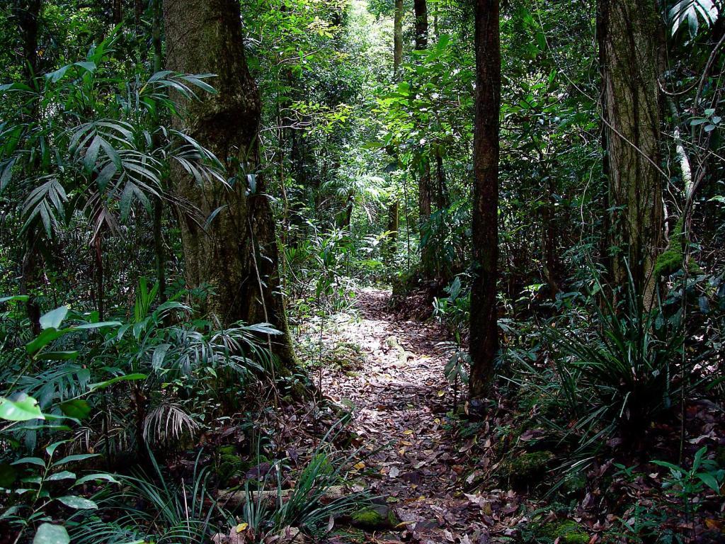 Springbrook Lyrebird Retreat Vila Exterior foto