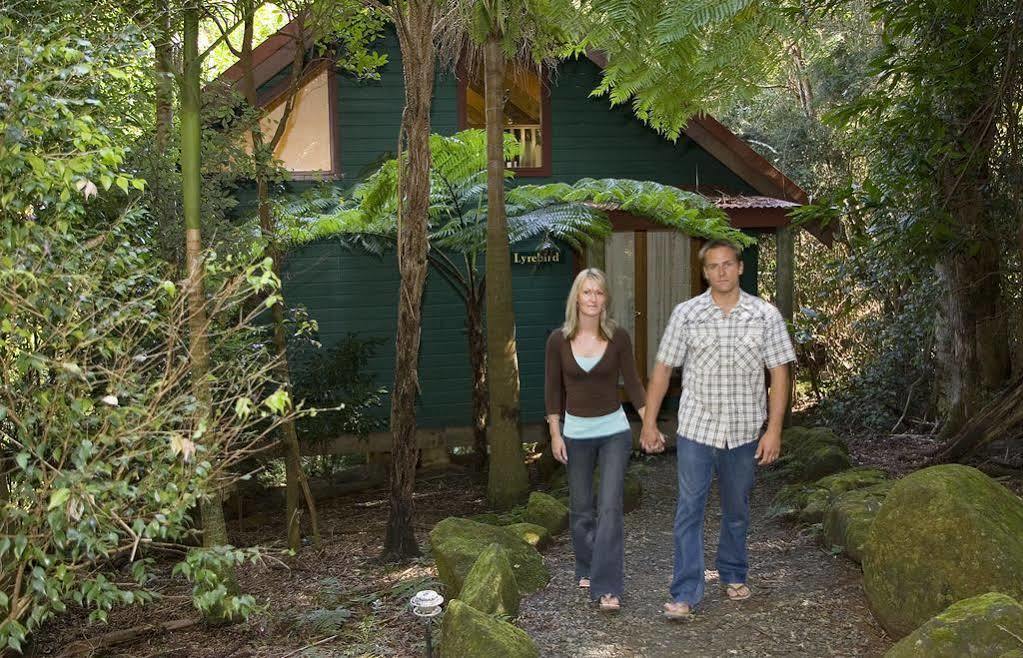 Springbrook Lyrebird Retreat Vila Exterior foto